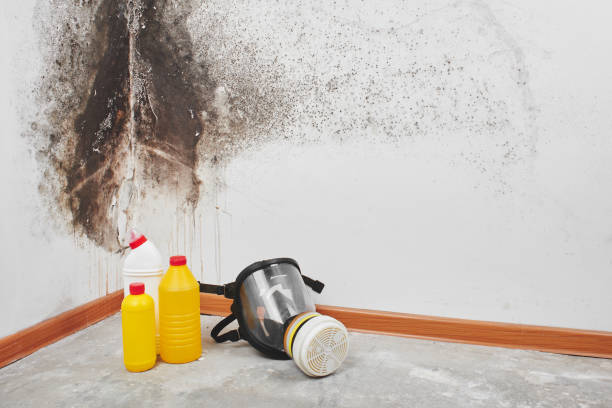 Mold Removal and Inspection in Dermott, AR