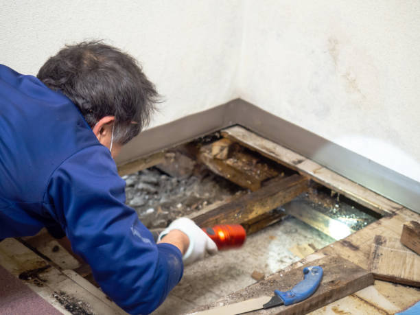 Best Black Mold Removal  in Dermott, AR