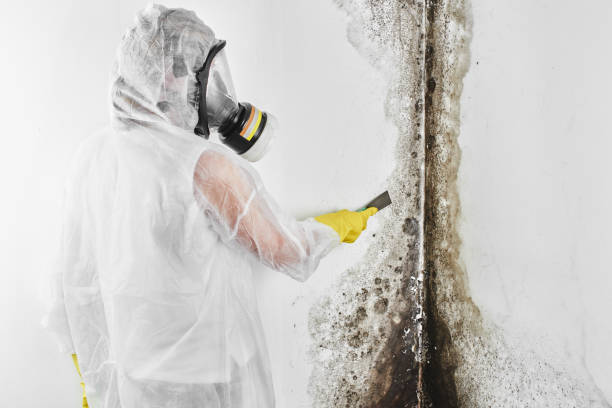 Best Fast Mold Removal  in Dermott, AR
