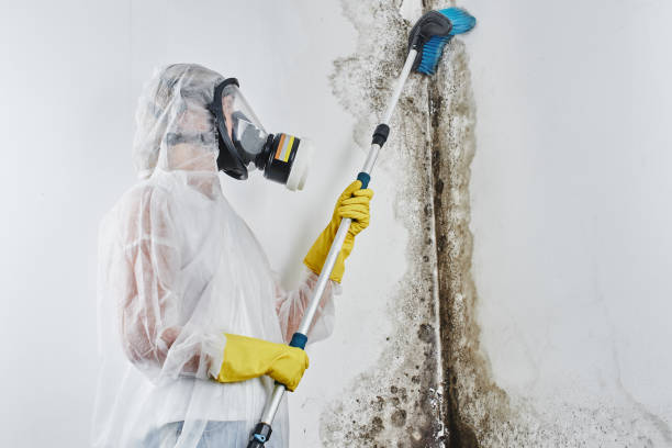 Best Local Mold Removal Service  in Dermott, AR