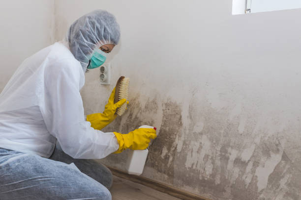Best Same-Day Mold Removal  in Dermott, AR