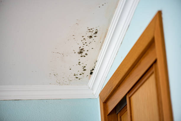 Best Affordable Mold Removal  in Dermott, AR