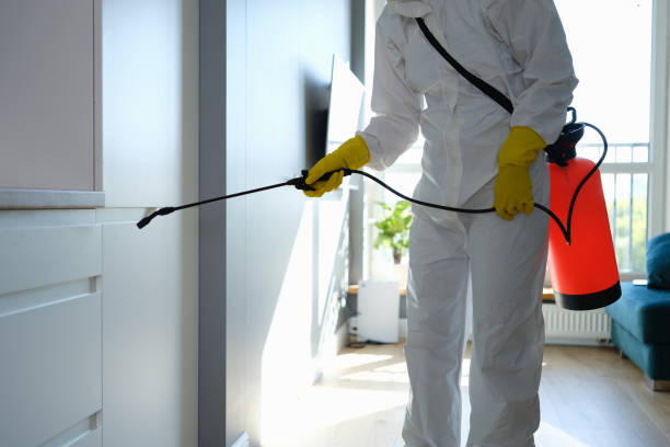 Mold Removal Process in Dermott, AR