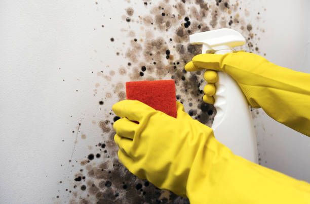 Best Mold Damage Repair  in Dermott, AR