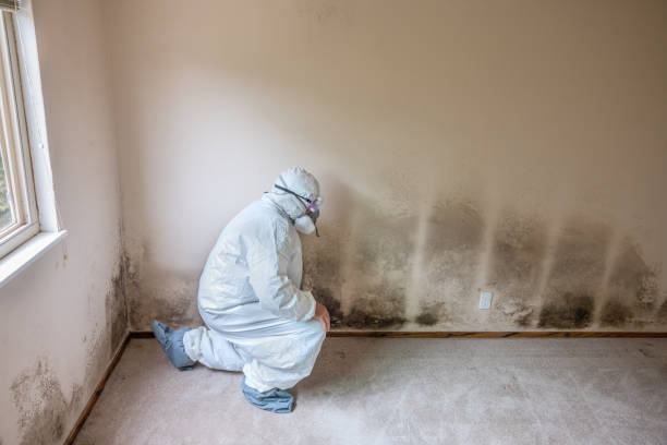 Best Attic Mold Removal  in Dermott, AR