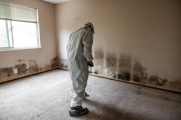 Professional Mold Removal in Dermott, AR