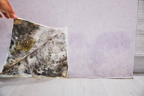 Best Professional Mold Removal  in Dermott, AR